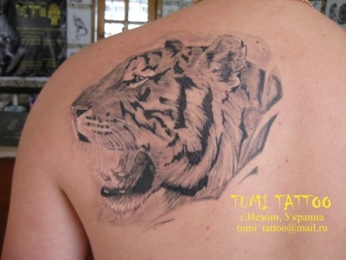Фото и  значения татуировки Тигр. X_ddc5b637